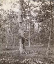[Oak Trees on Bergen Island.]