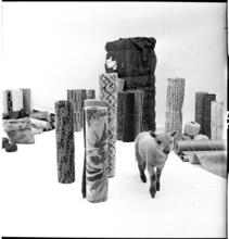 Salvador Dali: Rugs [Lamb in a display of rugs and materials that rugs contain.]