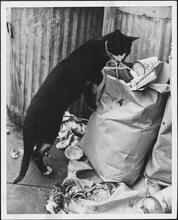 [Cat by garbage.]