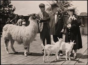 [Man talking to Al Smith and his wife while they look at a llama and goats.]