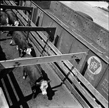 Penn R.R. Pier 28: Line Stark, Beef