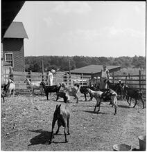 [Goats on a farm.]