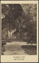Gramercy Park. The Old Elm
