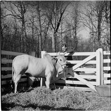 Arthur Godfrey [Godfrey on a farm.]