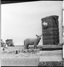 Salvador Dali: Rugs [Lamb in a display of rugs and materials that rugs contain.]