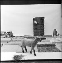 Salvador Dali: Rugs [Lamb in a display of rugs and materials that rugs contain.]