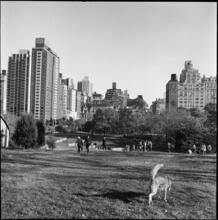 [Central Park.]