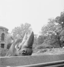 Zoos--Bronx Zoo