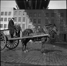 Horse.