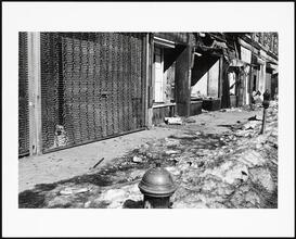 Storefronts on East 173rd Street. One with a German Shepard behind the roll-down gate.