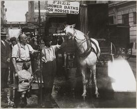 Charities, Free Shower Bath for Horses.