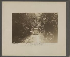 Fern Gully, St. Ann's.