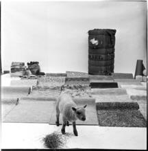 Salvador Dali: Rugs [Lamb in a display of rugs and materials that rugs contain.]