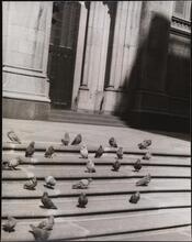 Pigeons on the steps of St. Patrick's Cathedral.