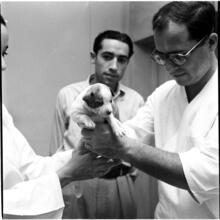 A Dog's Life in the Big City [Veterinarians examining a puppy.]