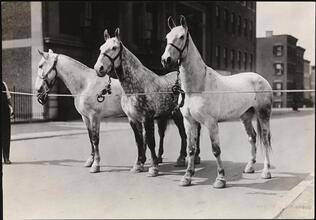 [Fire horses.]