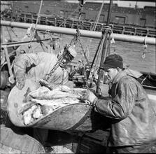 Waterfront. [Two men weighing fish.]