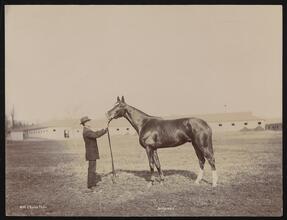 Racehorses, "Bonhomme."