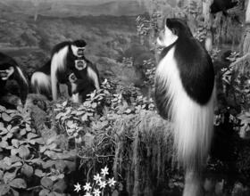 [Diorama at the American Museum of Natural History.]