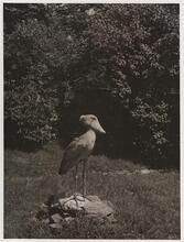Shoebill, Bronx Zoo.