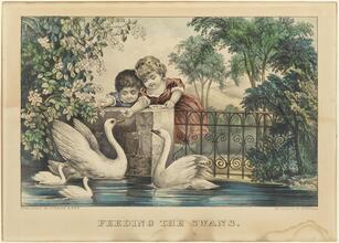 Feeding the Swans.