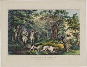 Woodcock Shooting.