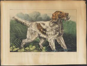 A Well - Bred Setter.