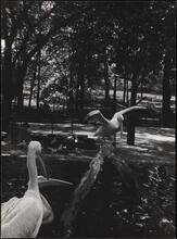 Pelicans, Bronx Zoo.