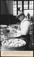 Shellfish Worker (sorter).