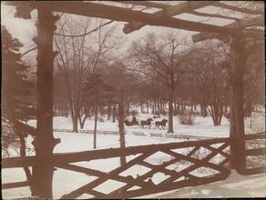 [Arbor in Central Park.]