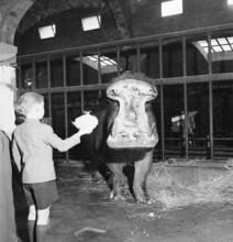 Zoos--Bronx Zoo
