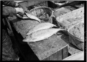 Fulton Fish Market: Cleaning Fish.