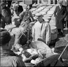 Waterfront. [Weighing fish.]