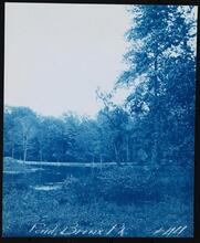 [Pond, Bronx Park.]