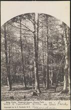 Hemlock Grove, Bronx Park.