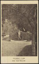 Gramercy Park. The Old Willow