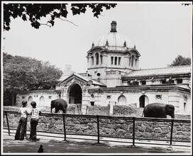 [Elephants and Elephant House, Bronx Zoo.]