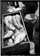 Fulton Fish Market: Red Snappers 1.