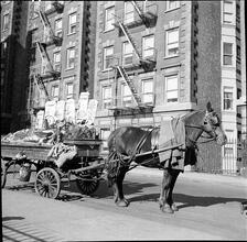 Horse and Cart.