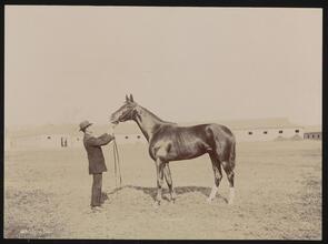 Racehorses, "Bonhomme."