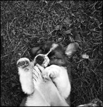 A Dog's Life in the Big City [Puppy playing.]