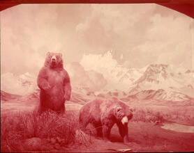 Animals--Museum of Natural History
