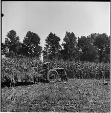 [Wheat field.]