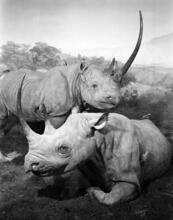 [Hippopotamus diorama at the American Museum of Natural History.]