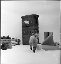 Salvador Dali: Rugs [Lamb in a display of materials that rugs contain.]