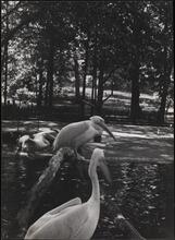 Pelicans, Bronx Zoo.