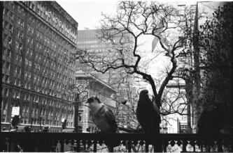 Park Avenue