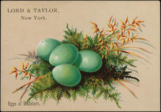 Lord & Taylor