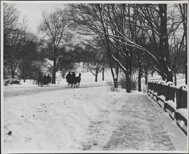[Horse and sleigh in Central Park]