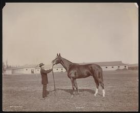 Racehorses, "Bonhomme."